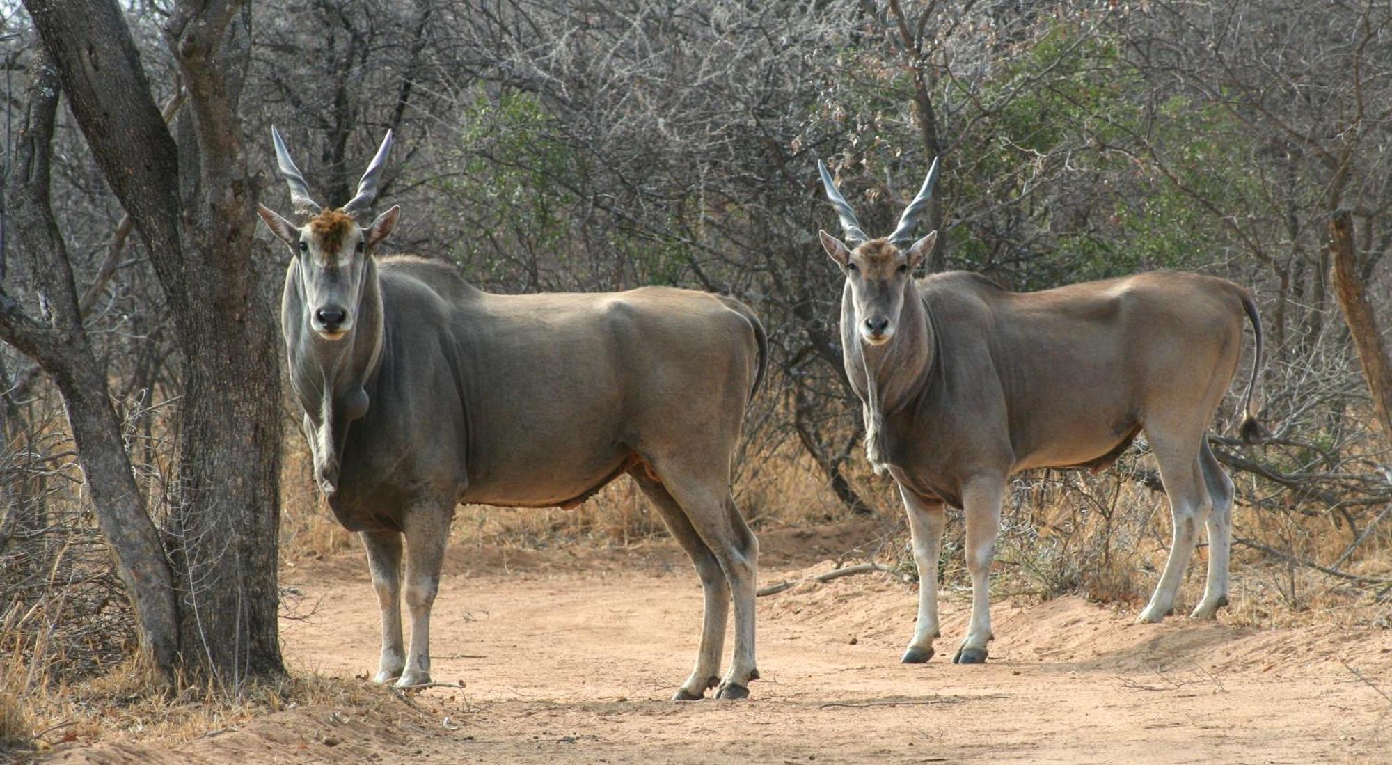 Ditholo Game Lodge Bela Bela Eksteriør billede
