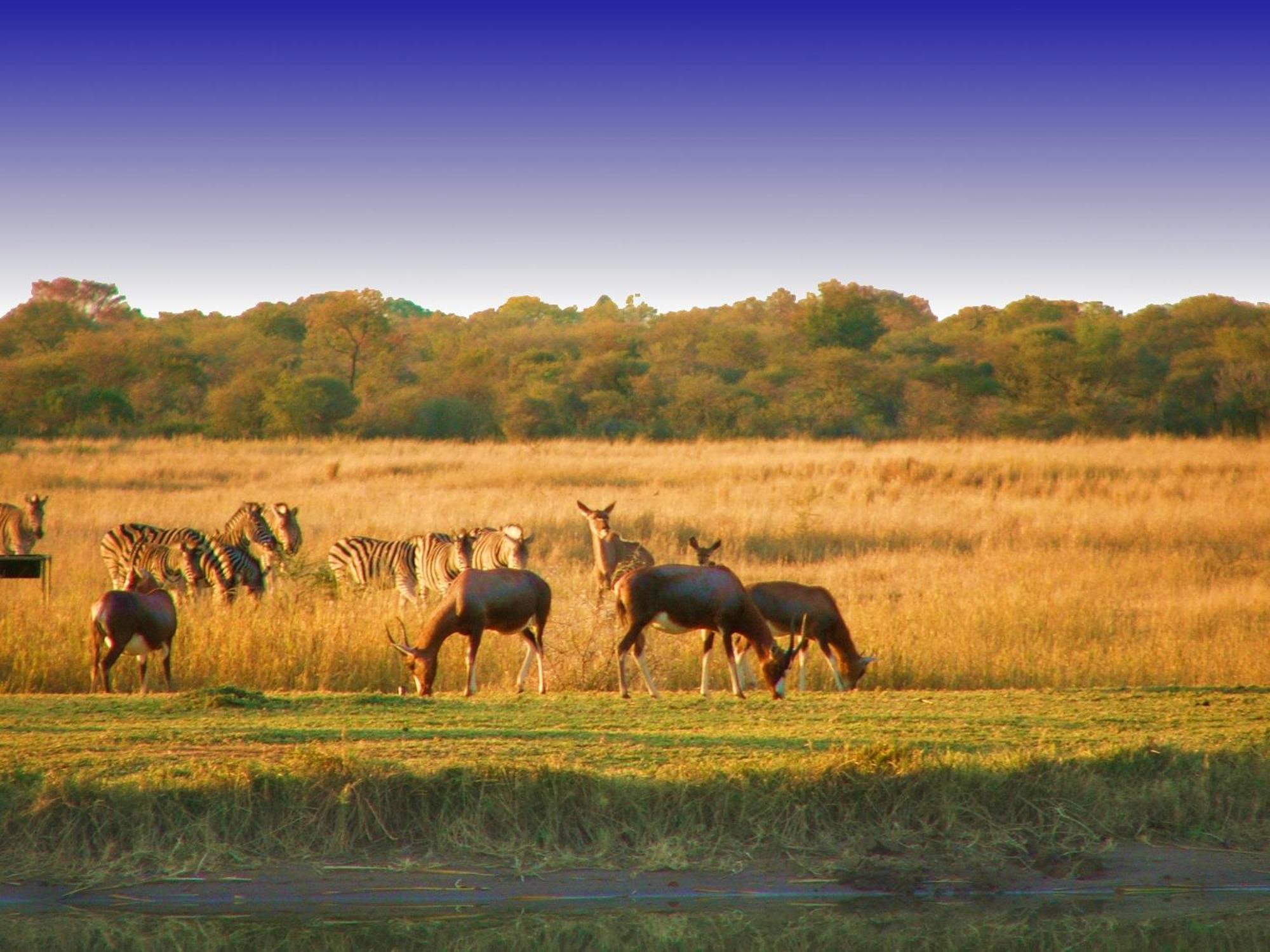 Ditholo Game Lodge Bela Bela Eksteriør billede