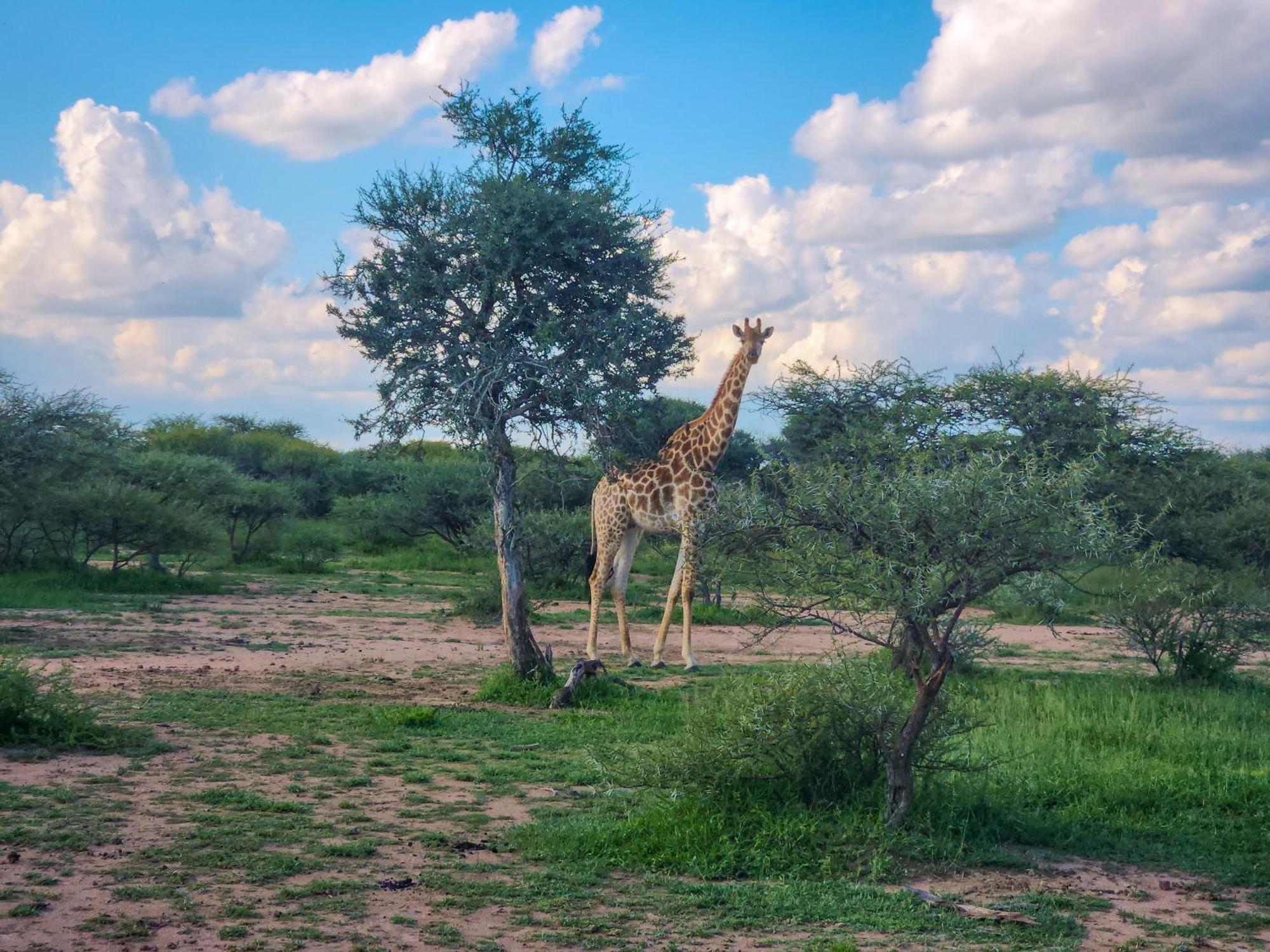 Ditholo Game Lodge Bela Bela Eksteriør billede